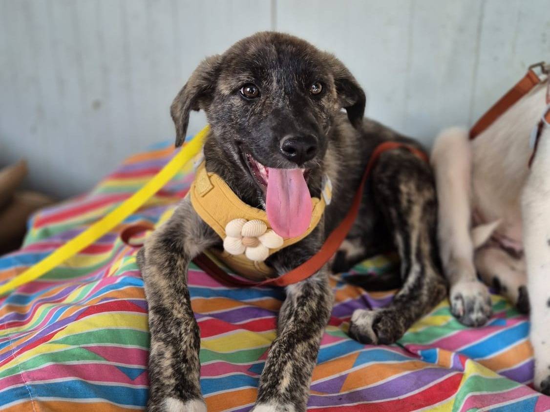 Adozione cane, femmina, Razza sconosciuta Razza sconosciuta, 1 anno, taglia media, Potenza