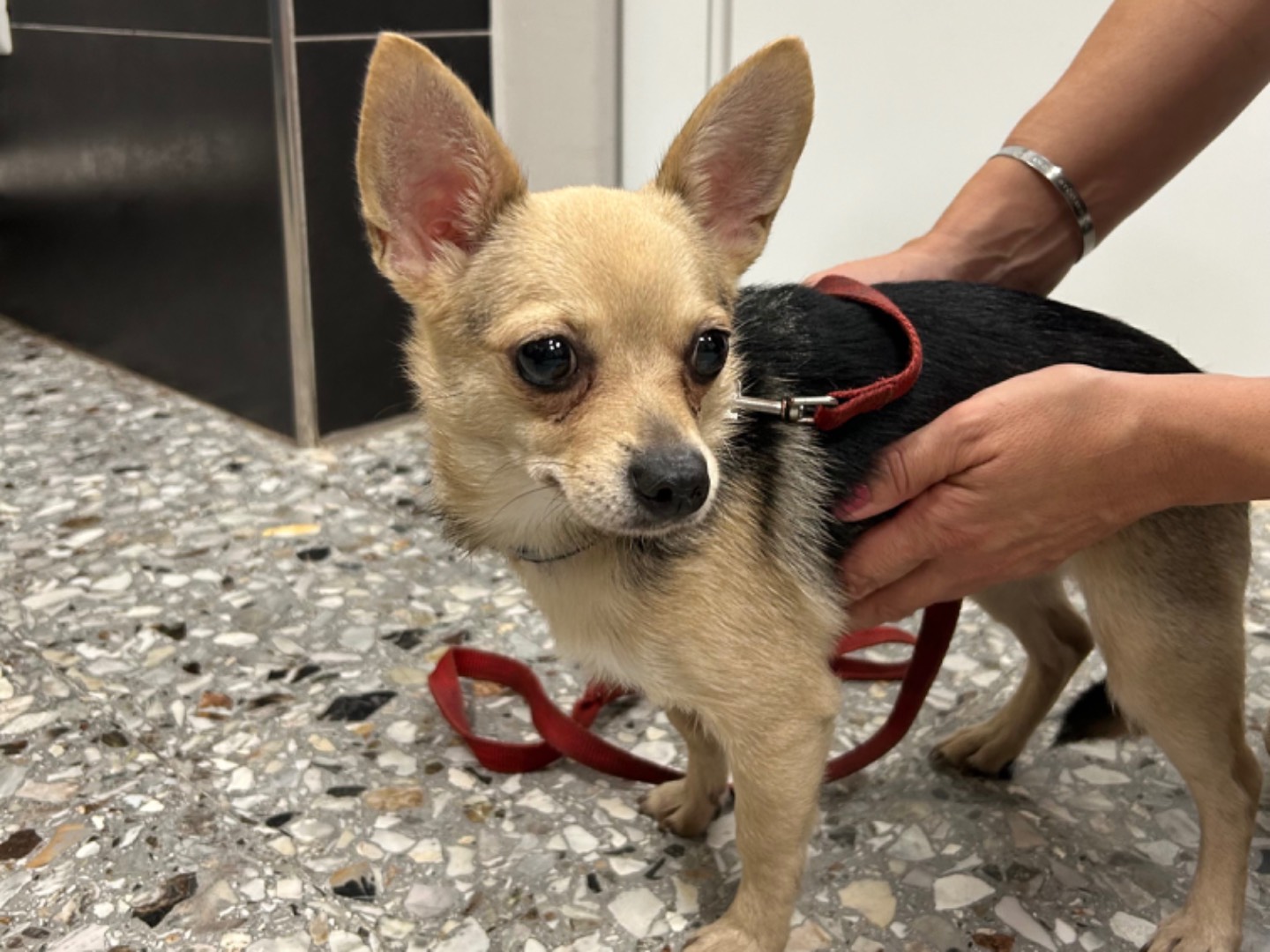 Adozione cane, femmina, Chihuahua Razza sconosciuta, 2 anni e 5 mesi, taglia piccola, Roma