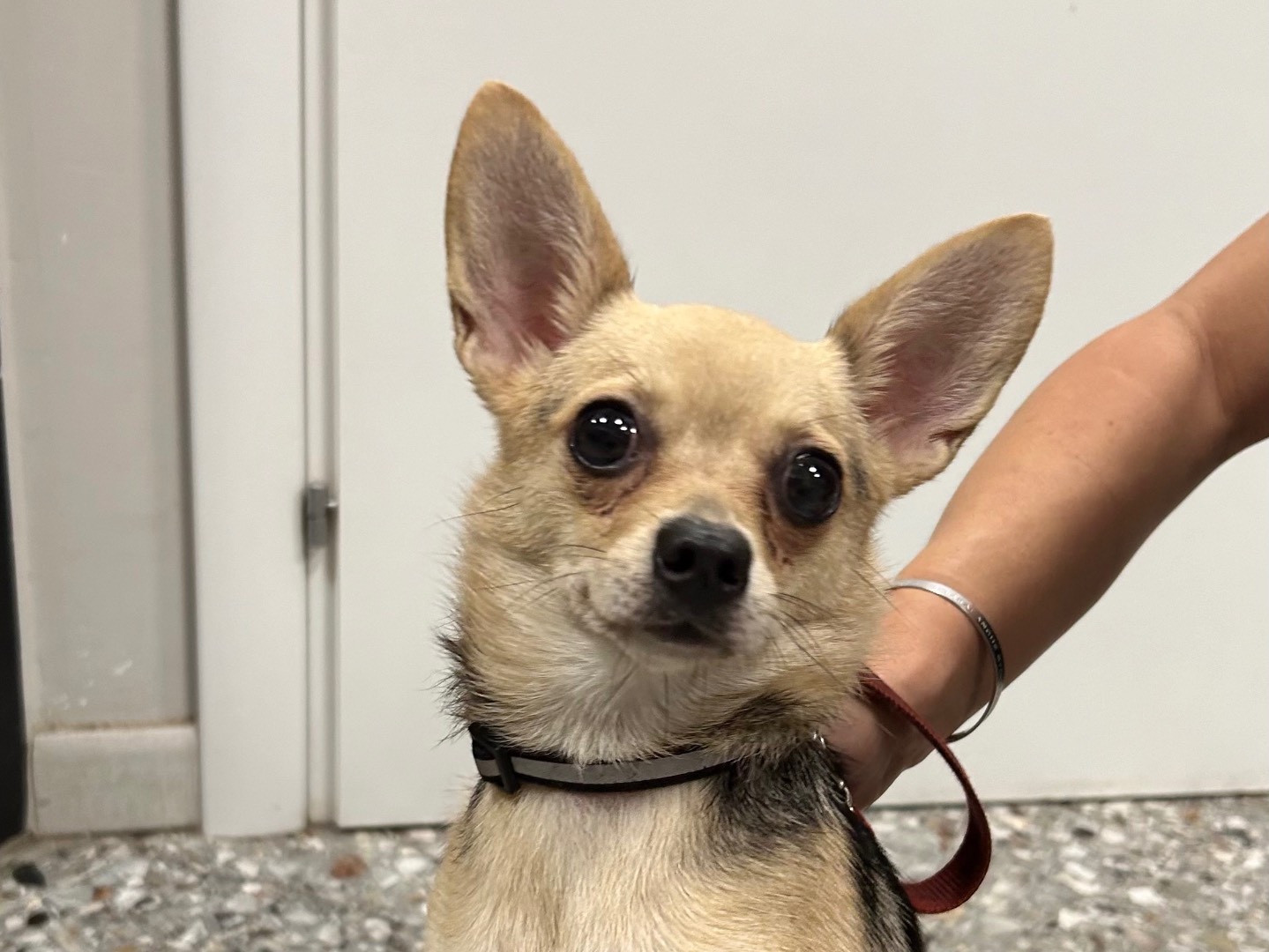 Adotta un cane, femmina, 2 anni e 5 mesi, Roma