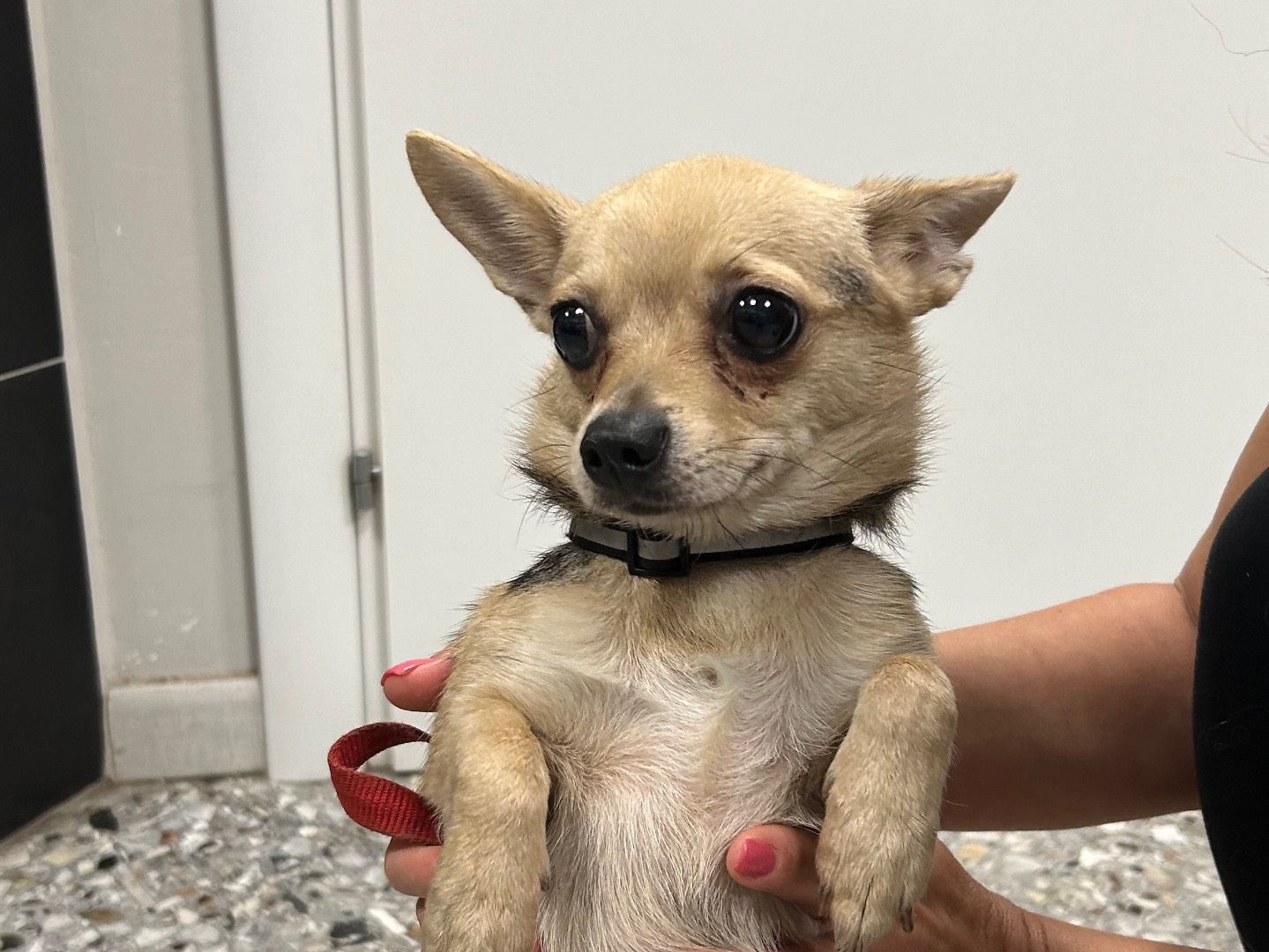 Adotta un cane, taglia piccola, femmina, Roma