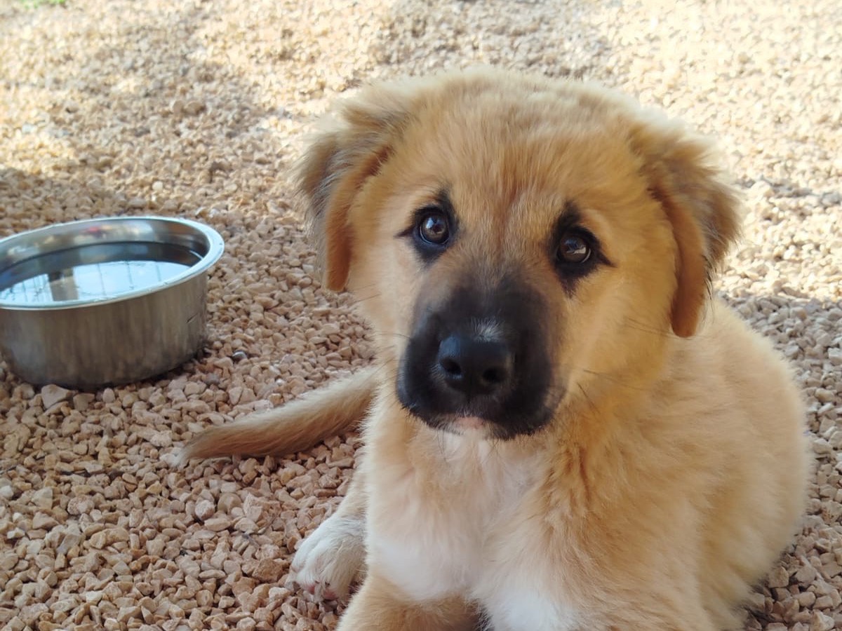 Adozione cane, maschio, Razza sconosciuta Razza sconosciuta, 1 anno e 1 mese, taglia grande, Roma