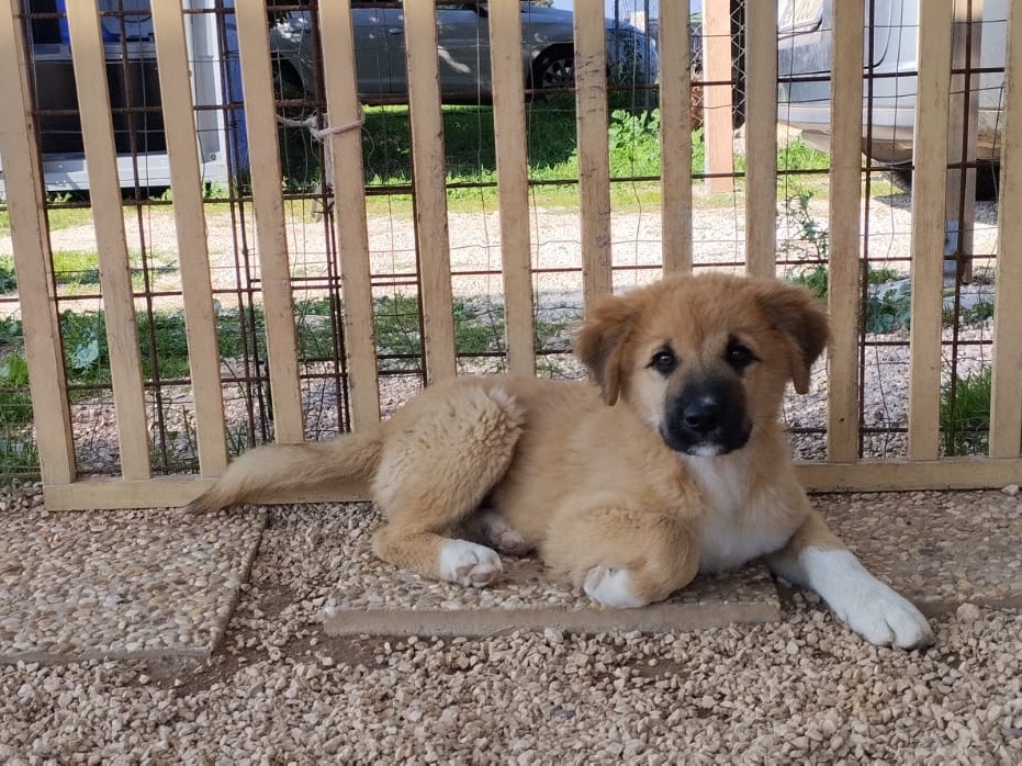 Adotta un cane, maschio, 1 anno e 1 mese, Roma
