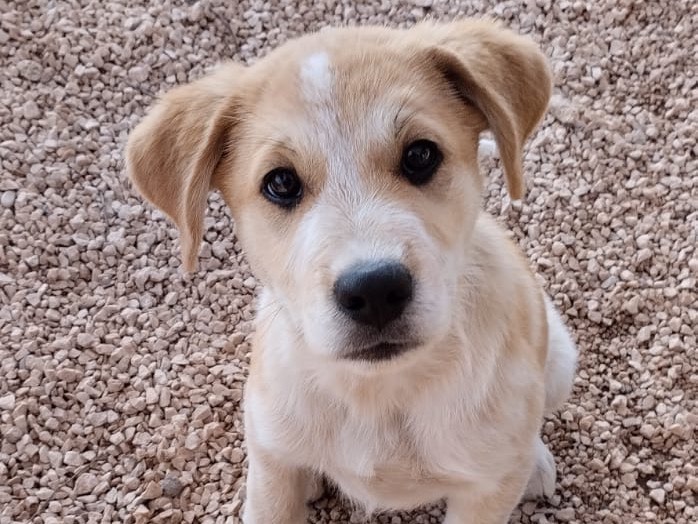 Adotta un cane, maschio, 3 mesi, Roma