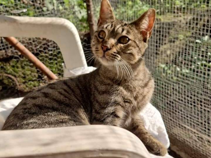 Vuoi adottare un gatto a Roma?