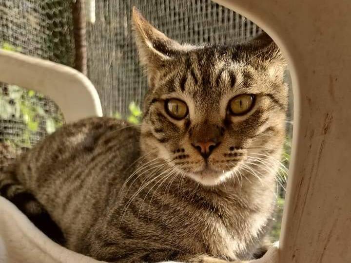 Adotta il gatto TARZAN a Roma