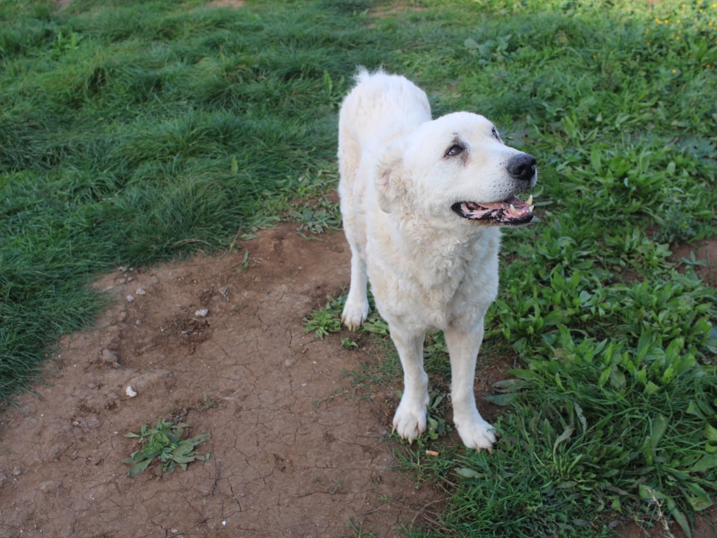 Adotta un cane, maschio, 6 anni  e 3 mesi , Vibo