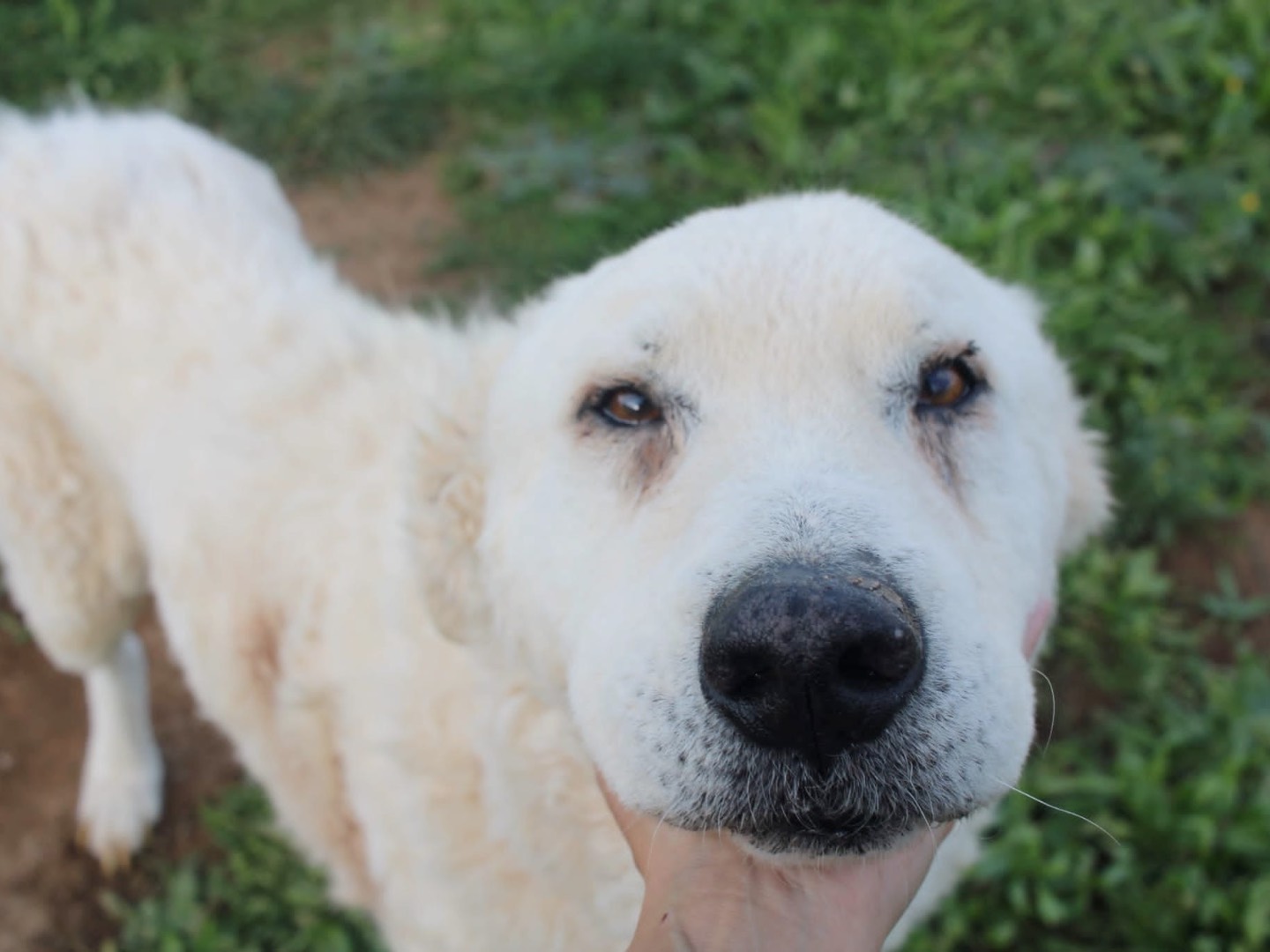 Adotta un cane, taglia grande, maschio, Vibo