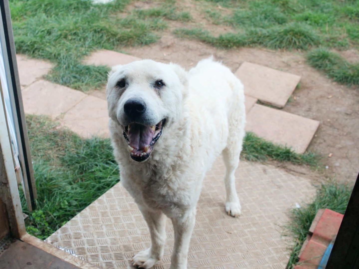 Vuoi adottare un cane a Vibo?