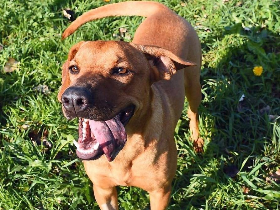 Adozione cane, femmina, Razza sconosciuta Razza sconosciuta, 2 anni e 4 mesi, taglia media contenuta, Milano