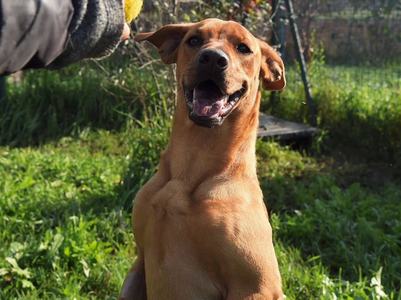 Adotta un cane, femmina, 2 anni e 4 mesi, Milano