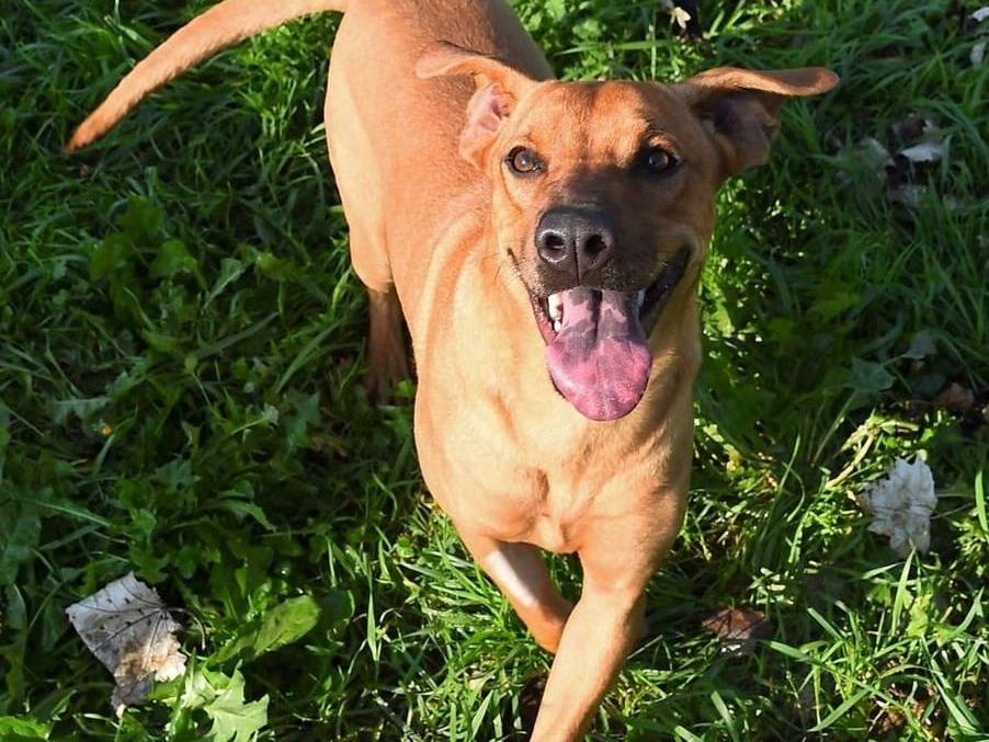 Adotta un cane, taglia media contenuta, femmina, Milano