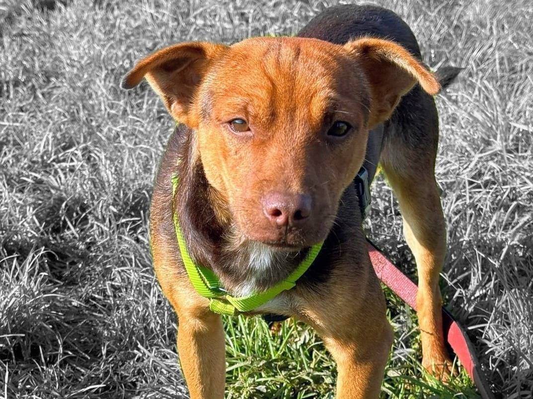 Adozione cane, maschio, Razza sconosciuta Razza sconosciuta, 3 anni, taglia piccola, Milano