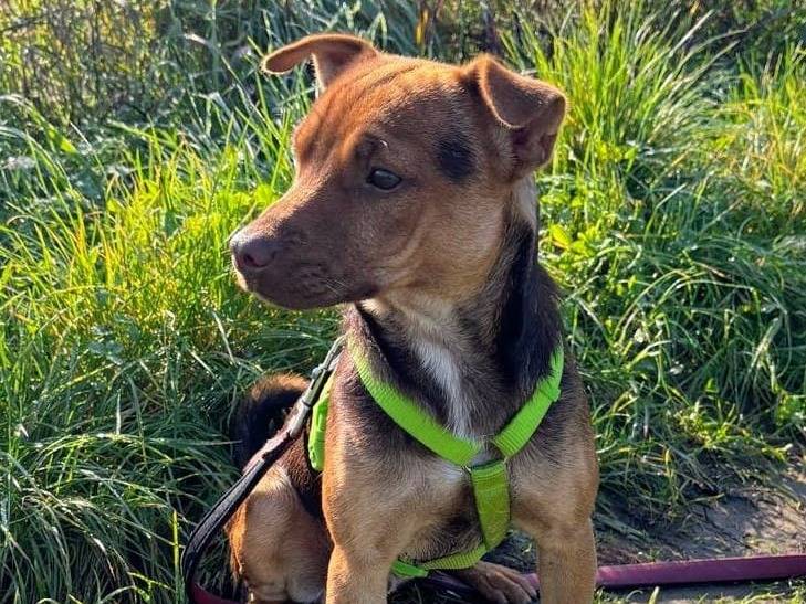 Adotta un cane, maschio, 3 anni, Milano