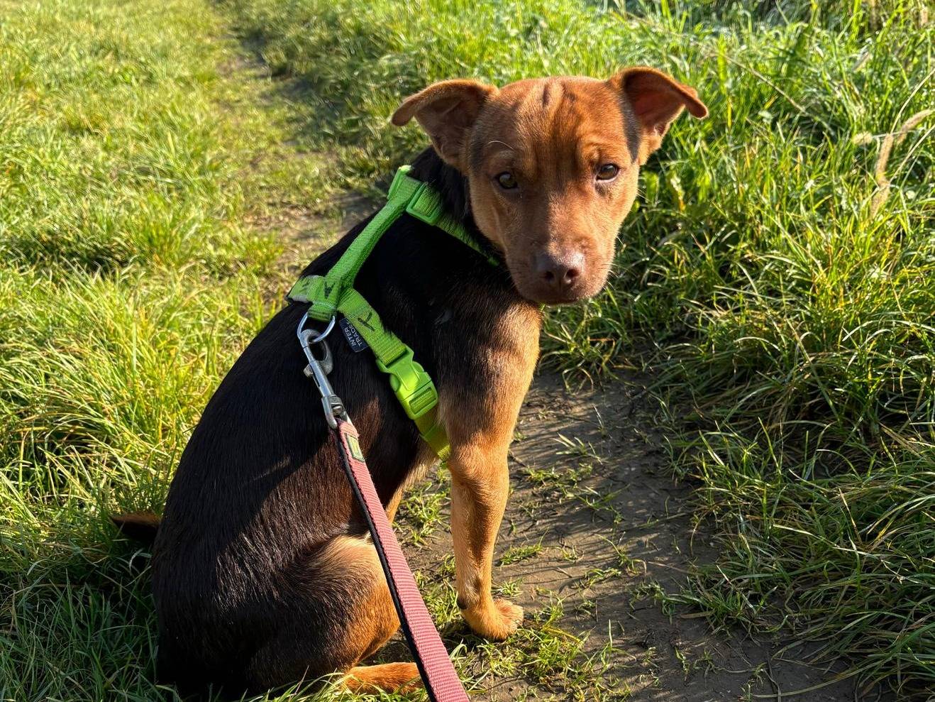 Adotta un cane, taglia piccola, maschio, Milano
