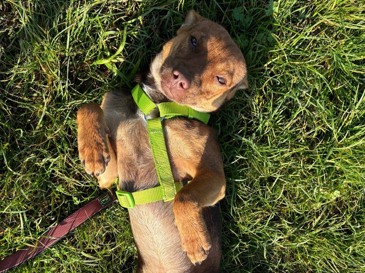 Vuoi adottare un cane a Milano?