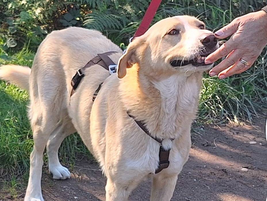 Adotta un cane, maschio, 5 anni  e 7 mesi , Como