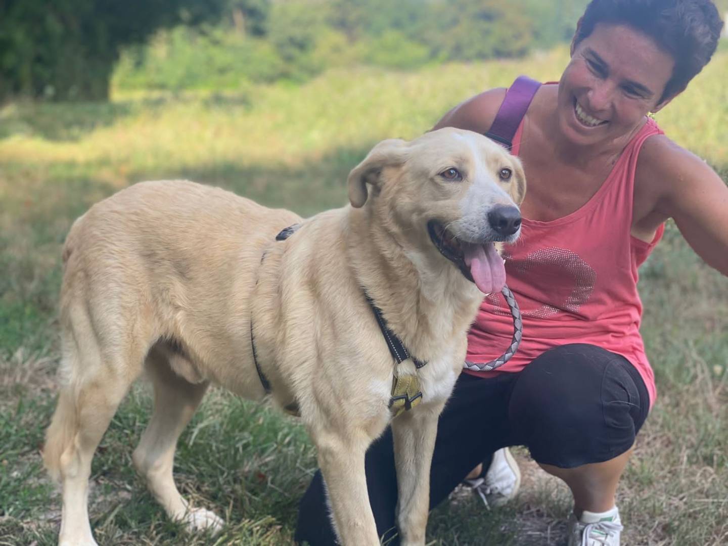 Adotta un cane, taglia grande, maschio, Como