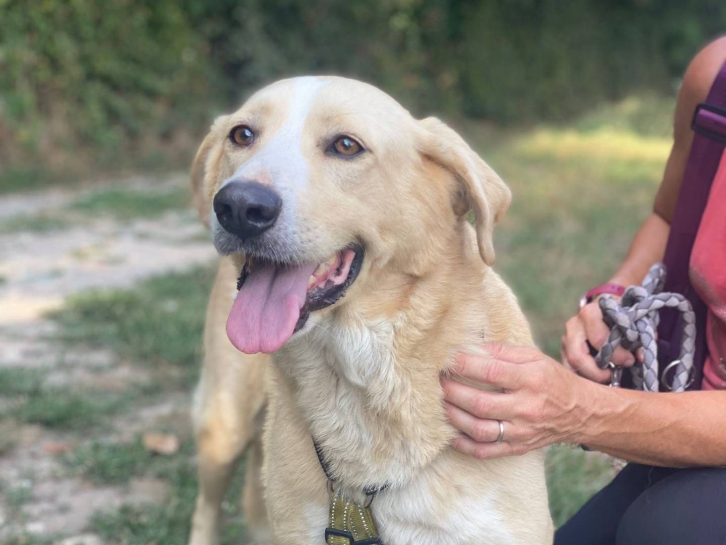 Vuoi adottare un cane a Como?