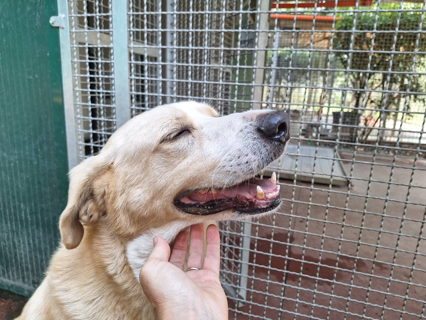 Adotta il cane Pippo a Como