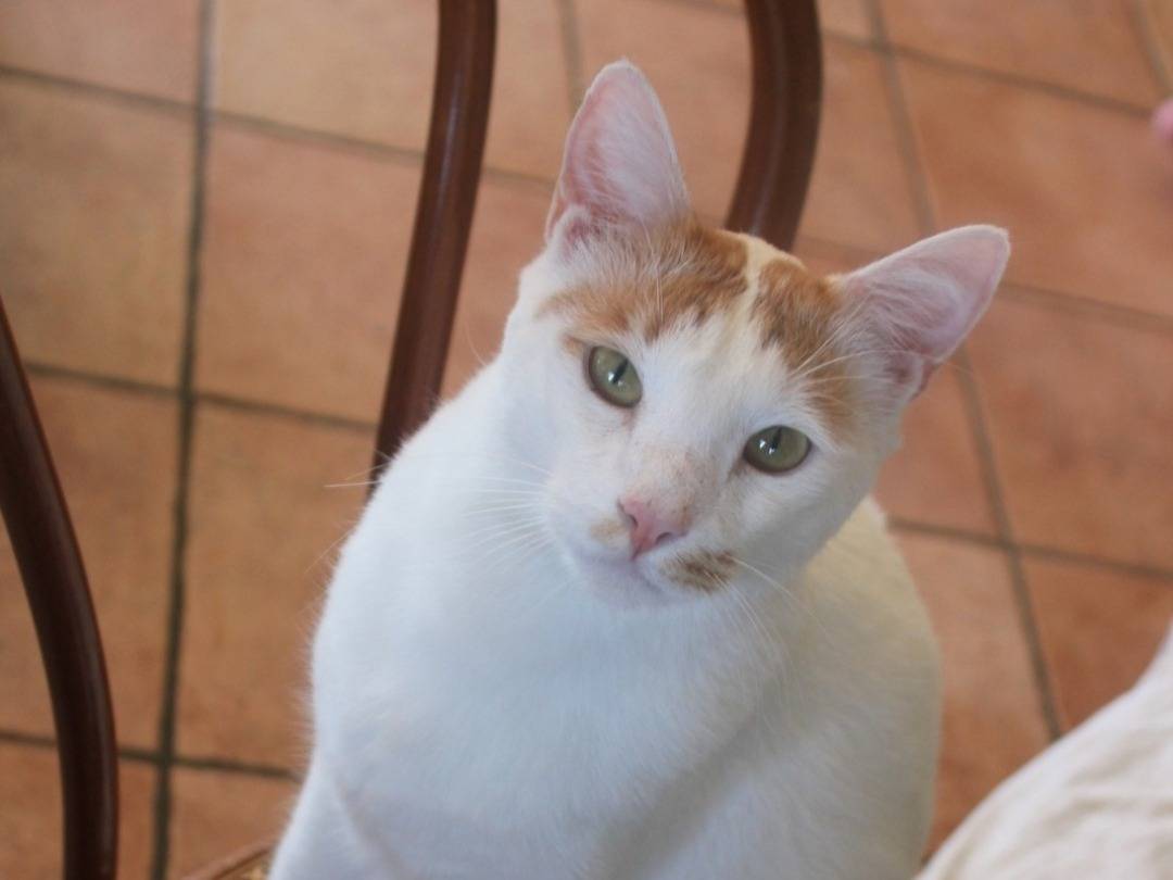 Adozione gatto, maschio, Razza sconosciuta Razza sconosciuta, 3 anni e 7 mesi, taglia non valida, Roma