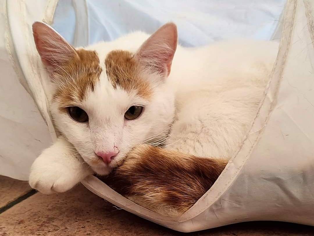 Adotta un gatto, maschio, 3 anni e 7 mesi, Roma