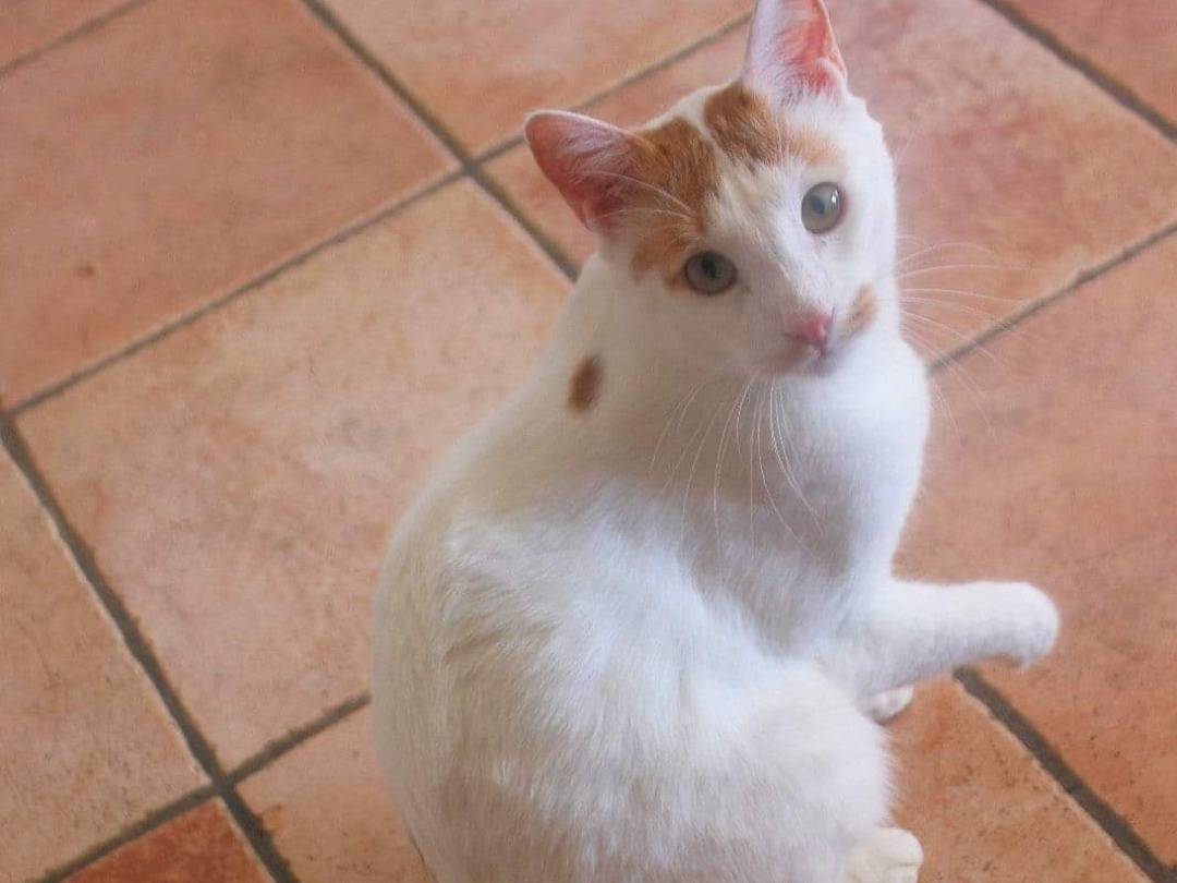 Adotta un gatto, taglia non valida, maschio, Roma