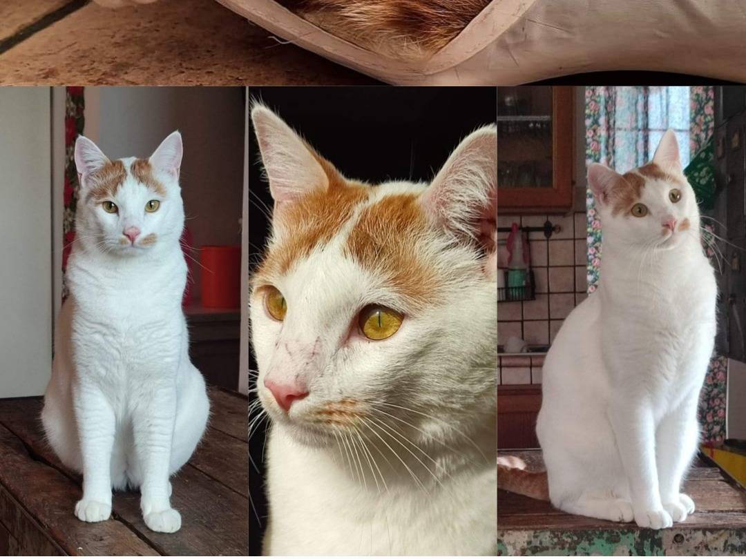 Vuoi adottare un gatto a Roma?
