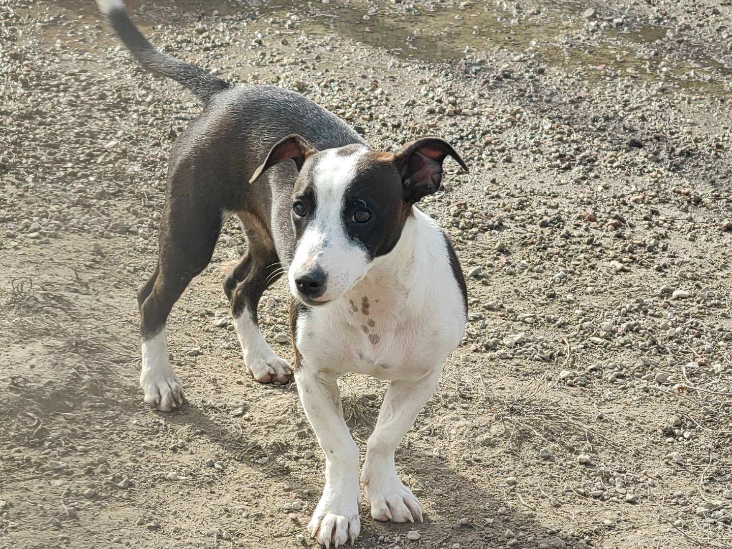 Adotta un cane, taglia piccola, femmina, Caserta