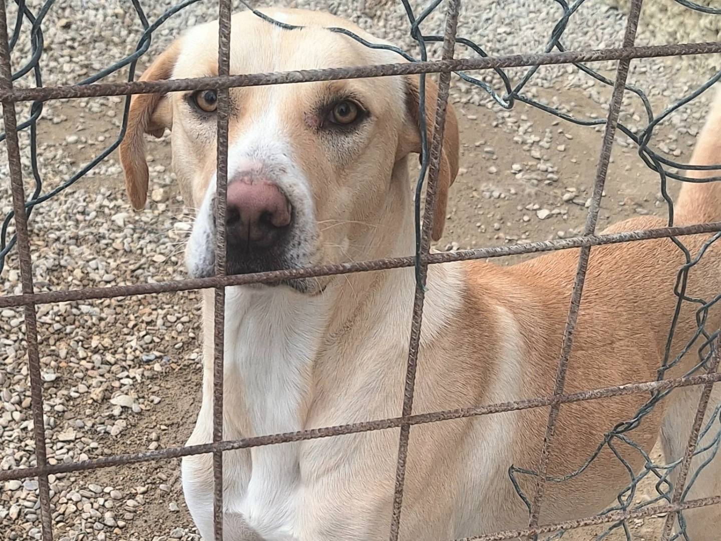 Foto dell'animale