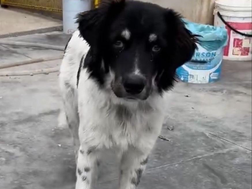 Foto dell'animale