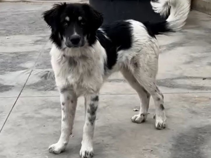 Adotta un cane, maschio, 1 anno, Caserta