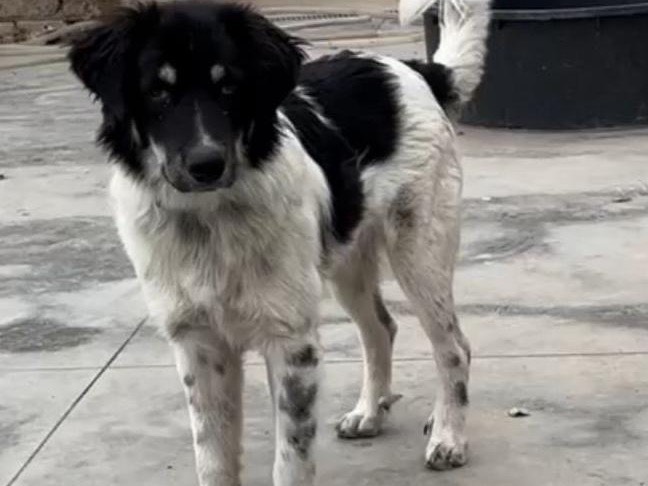 Adotta un cane, taglia grande, maschio, Caserta
