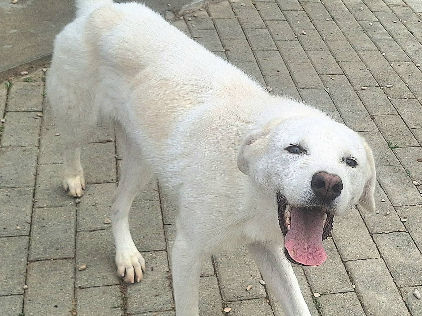 Adozione cane, femmina, Razza sconosciuta Razza sconosciuta, 1 anno e 9 mesi , taglia media, Teramo