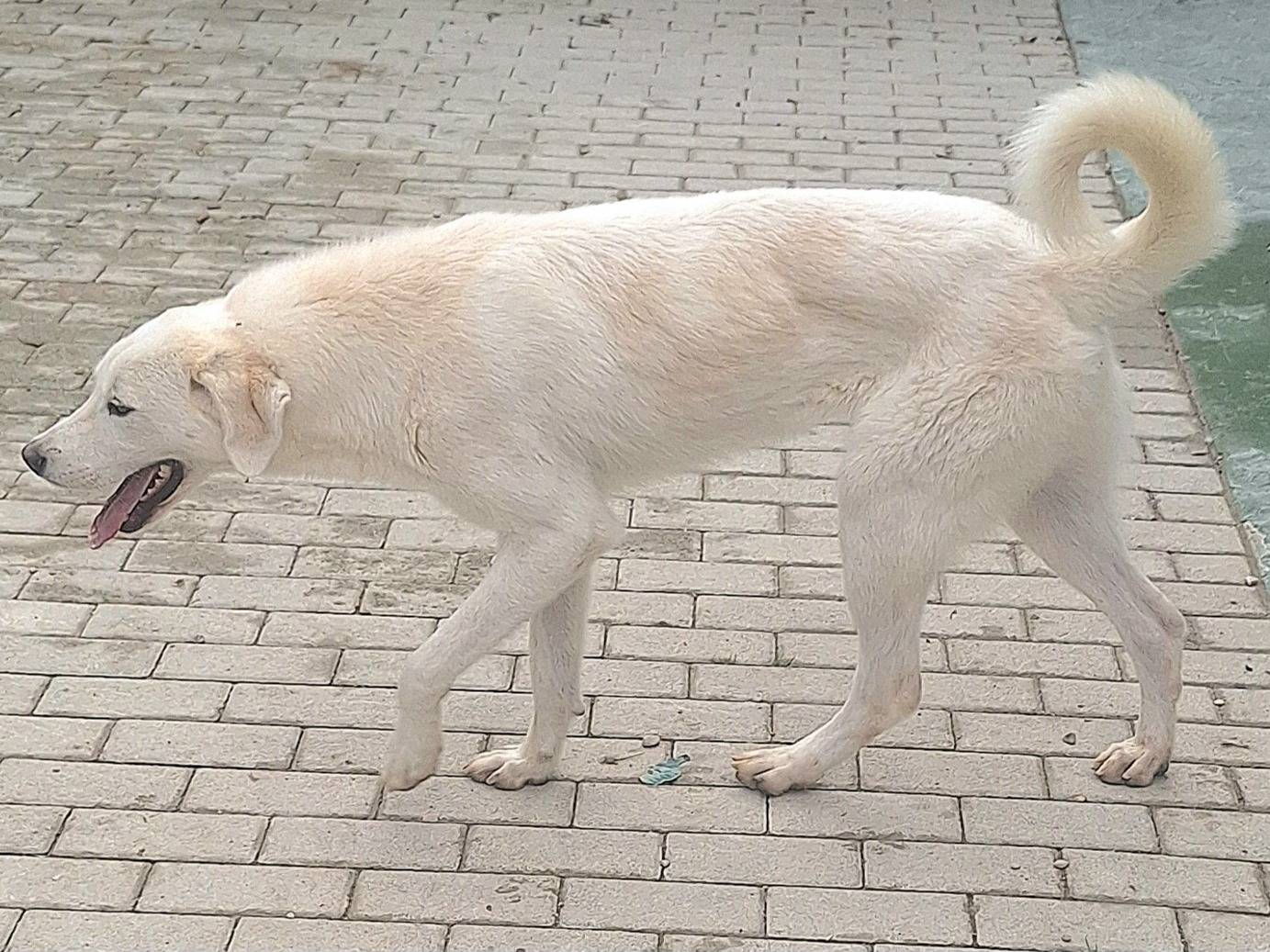 Adotta un cane, taglia media, femmina, Teramo