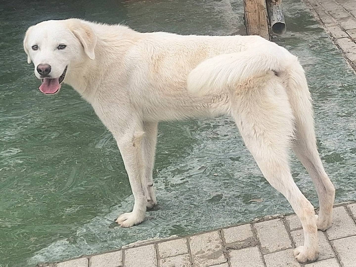 Adotta il cane Sophie  a Teramo