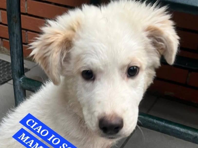 Adotta un cane, maschio, 4 mesi, Roma