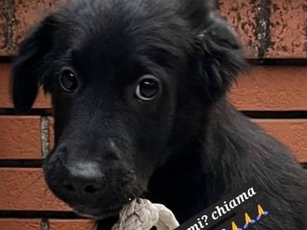 Adotta un cane, taglia media, maschio, Roma