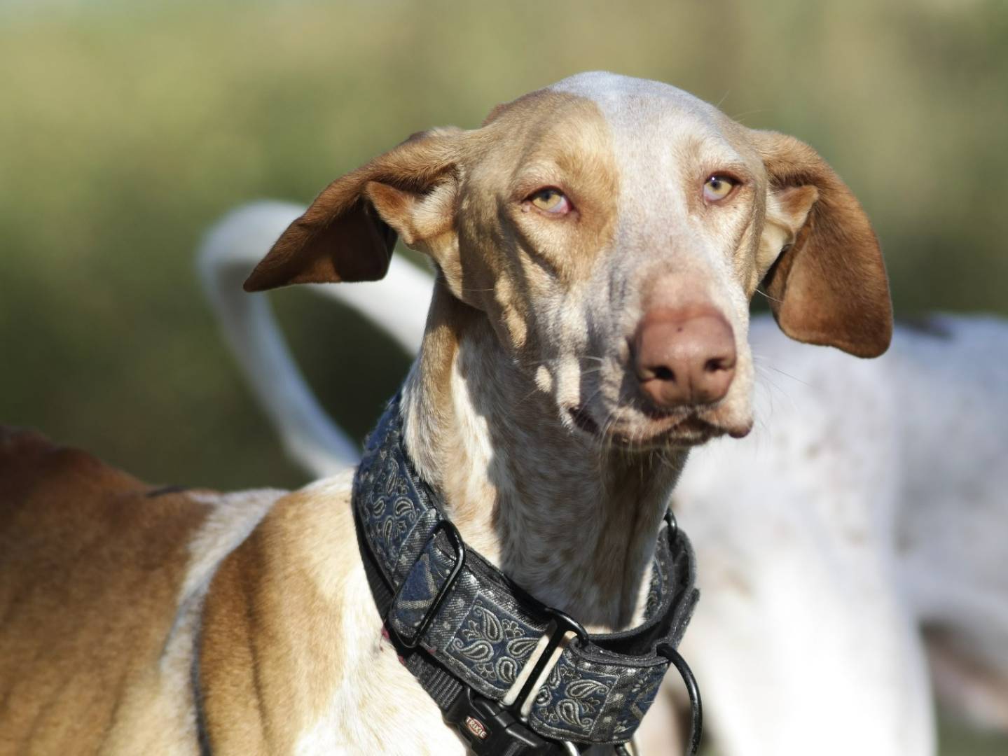 Adotta un cane, maschio, 3 anni  e 9 mesi , Rovigo