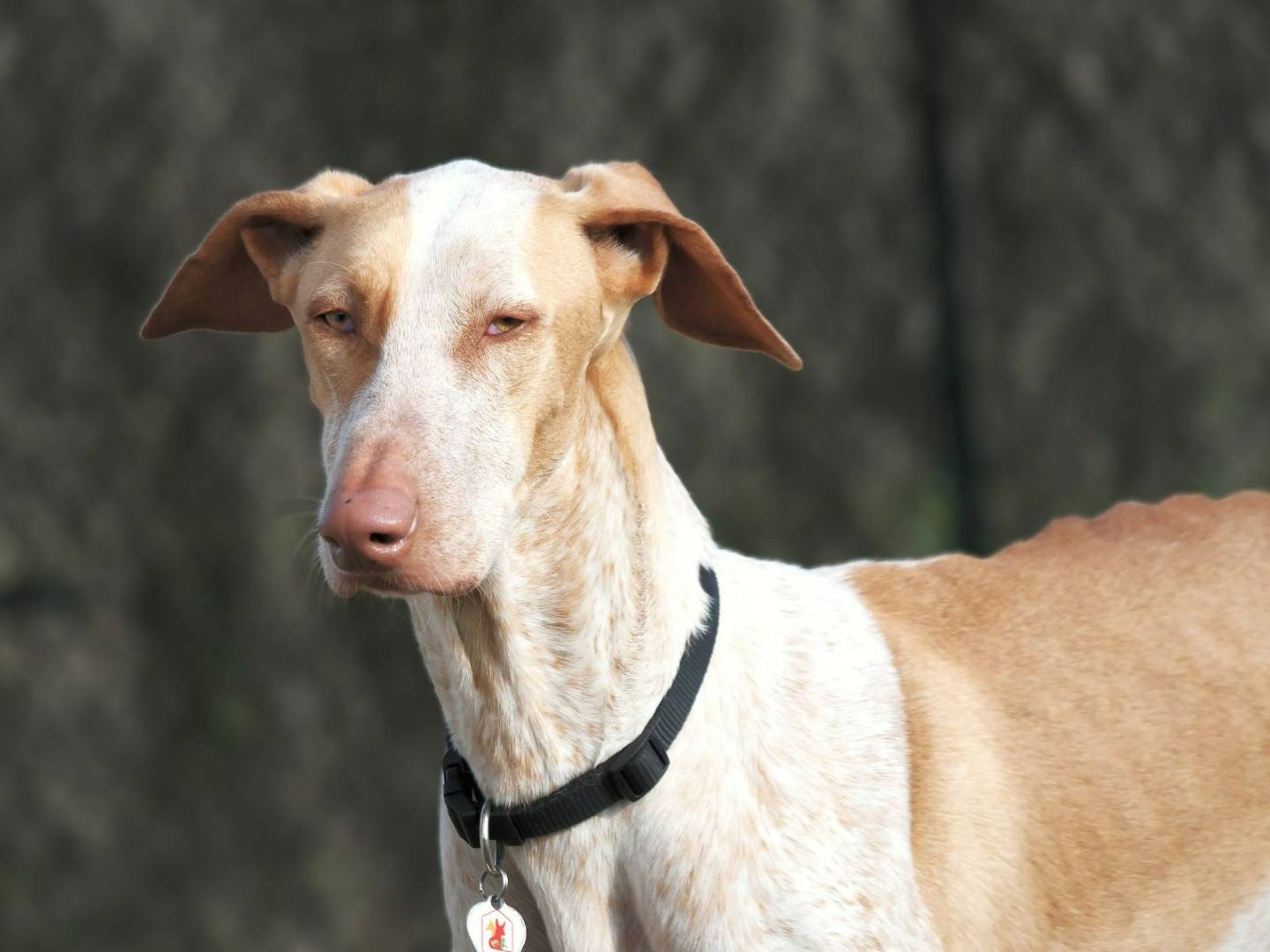 Vuoi adottare un cane a Rovigo?
