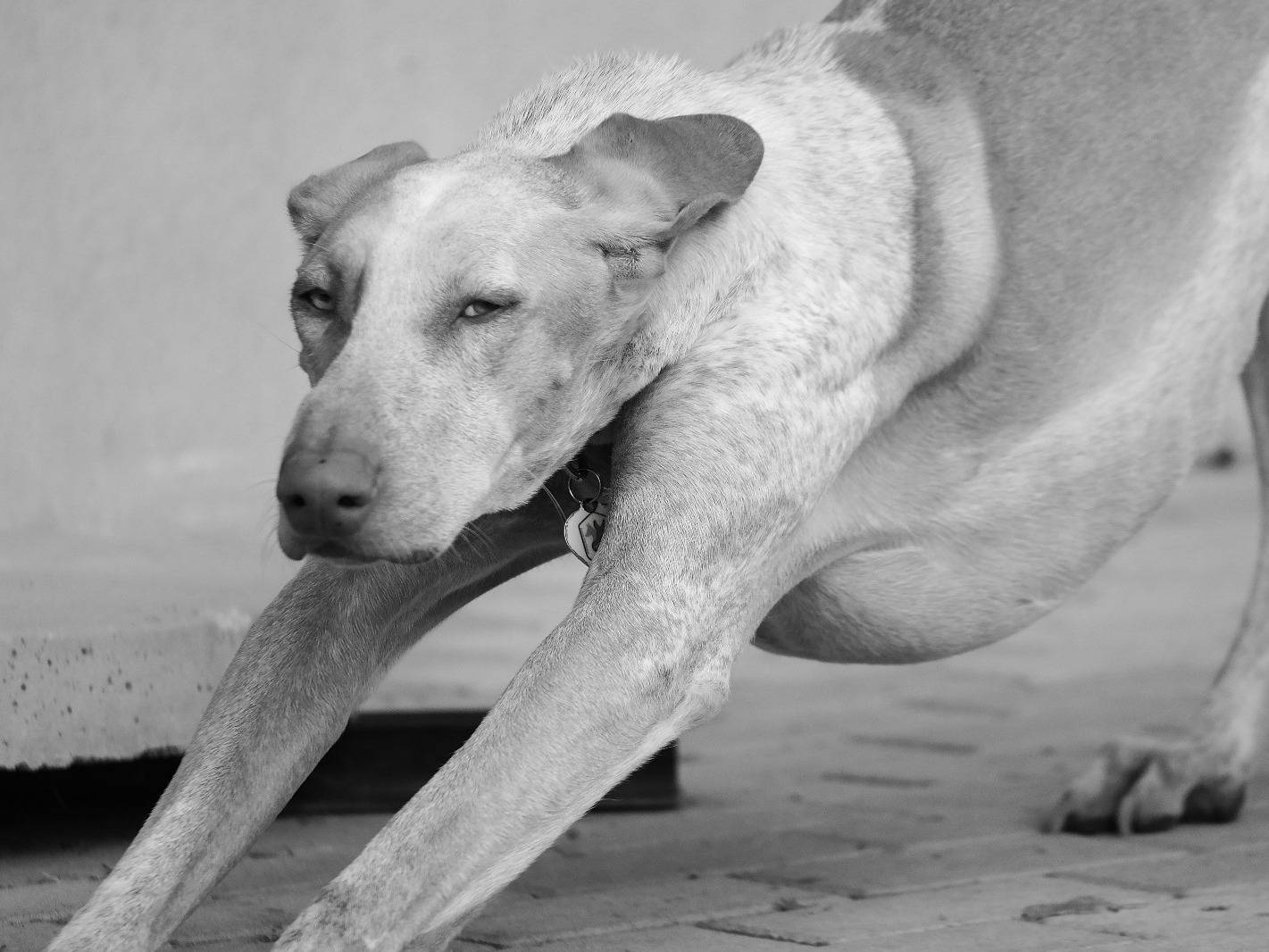 Adotta il cane DINGO a Rovigo