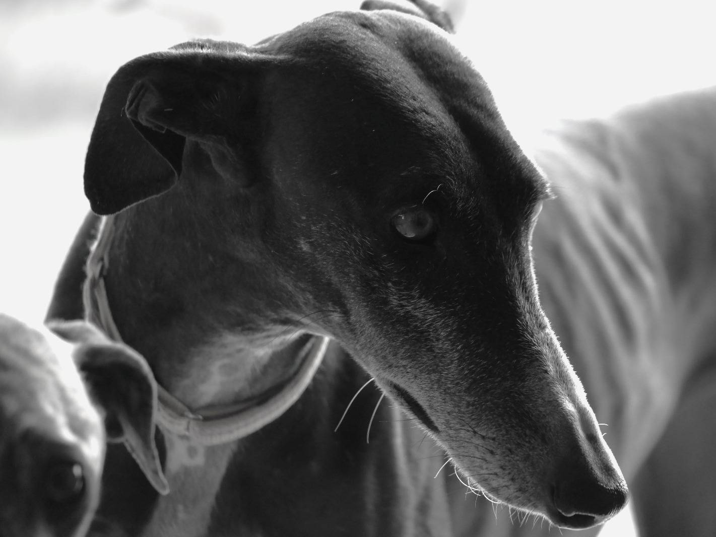 Foto dell'animale