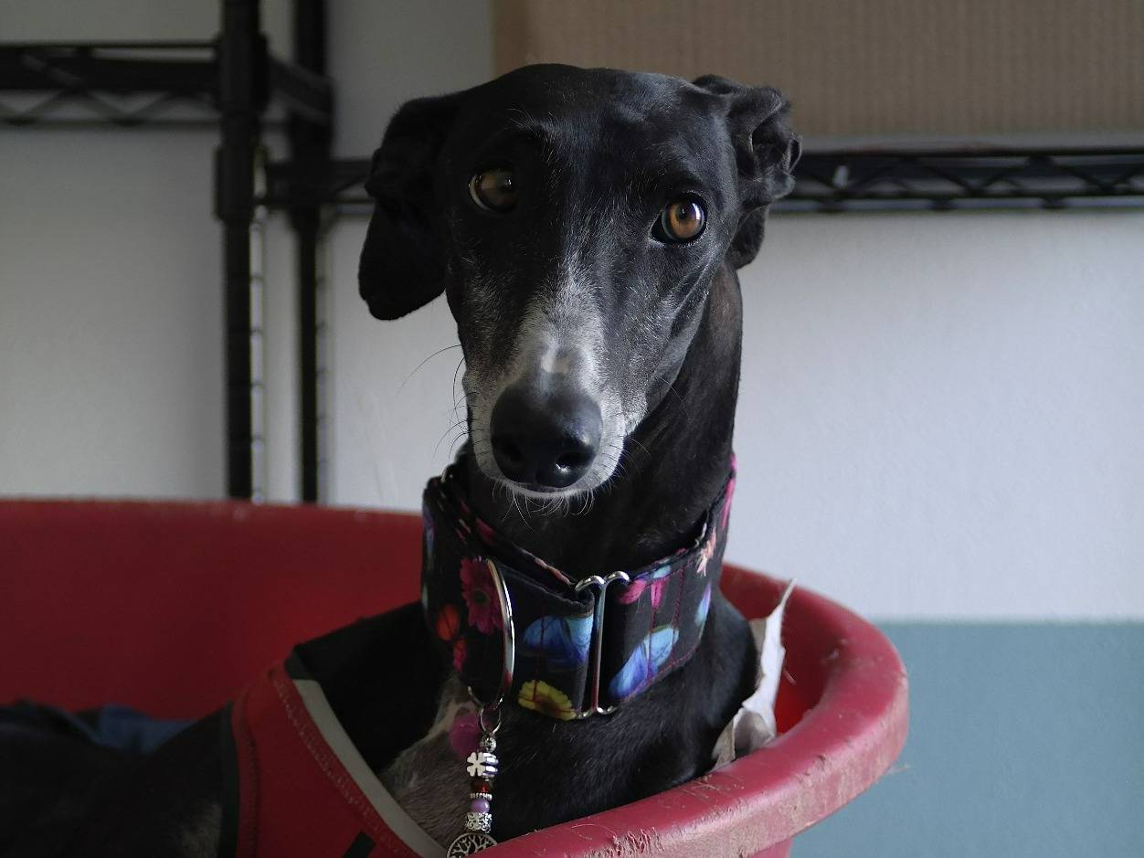Adotta un cane, femmina, 3 anni  e 4 mesi , Rovigo