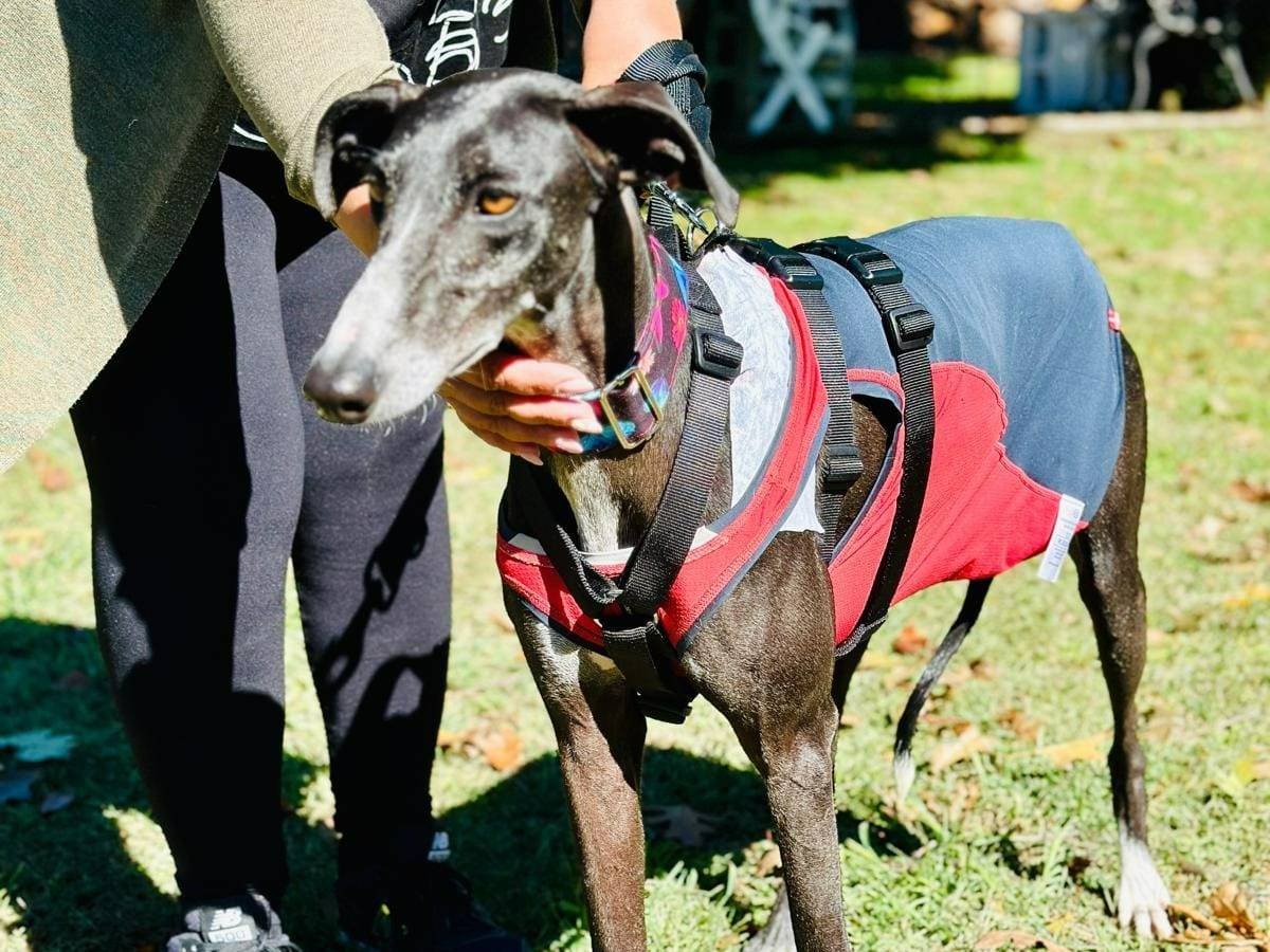Adotta un cane, taglia media, femmina, Rovigo
