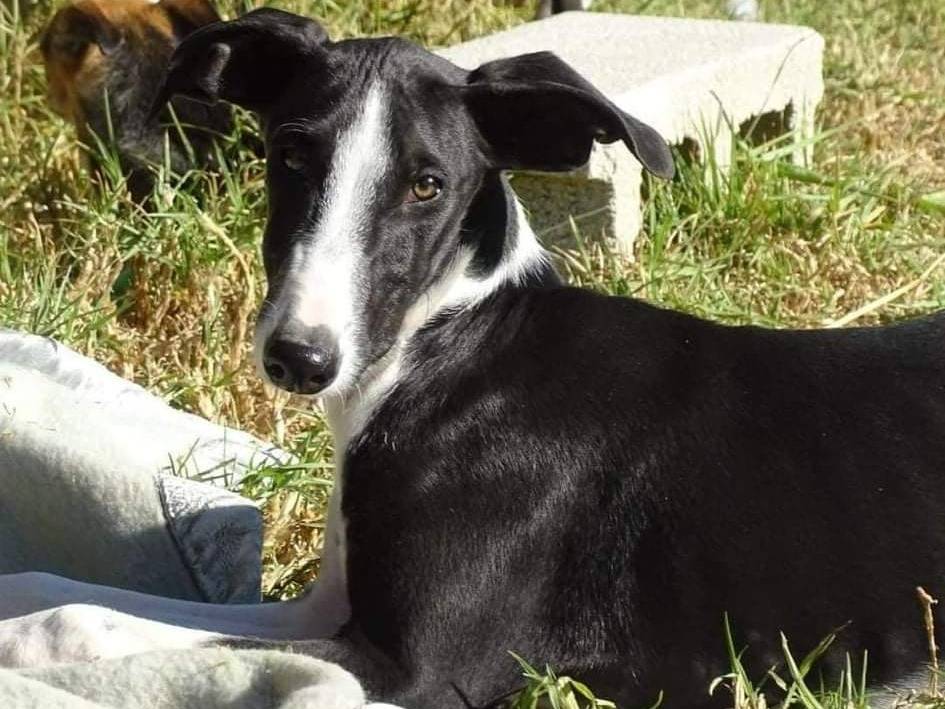 Adotta il cane FENICE a Rovigo