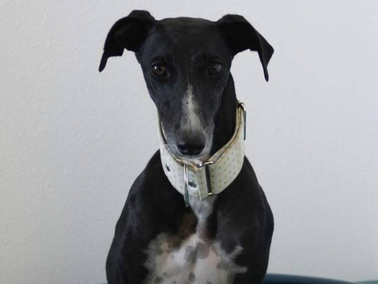 Adotta un cane, femmina, 4 anni e 7 mesi, Rovigo