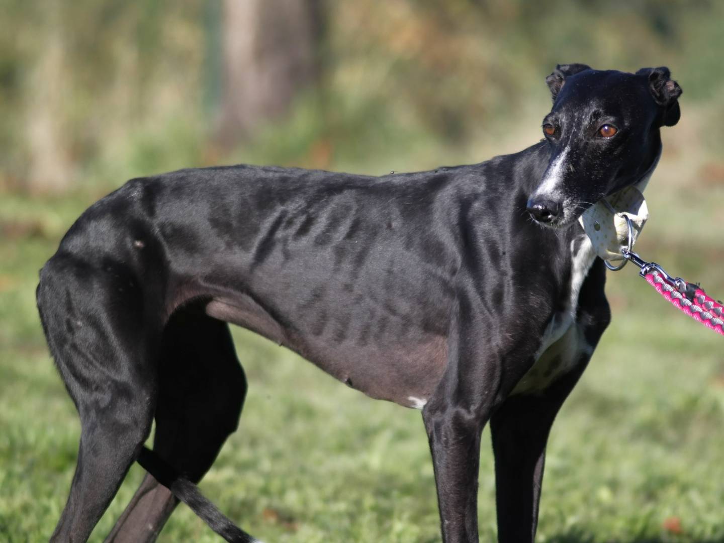 Adotta un cane, taglia media, femmina, Rovigo