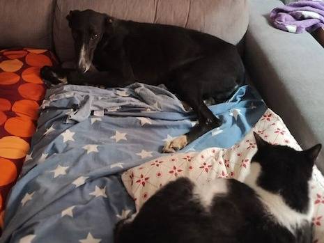 Vuoi adottare un cane a Rovigo?