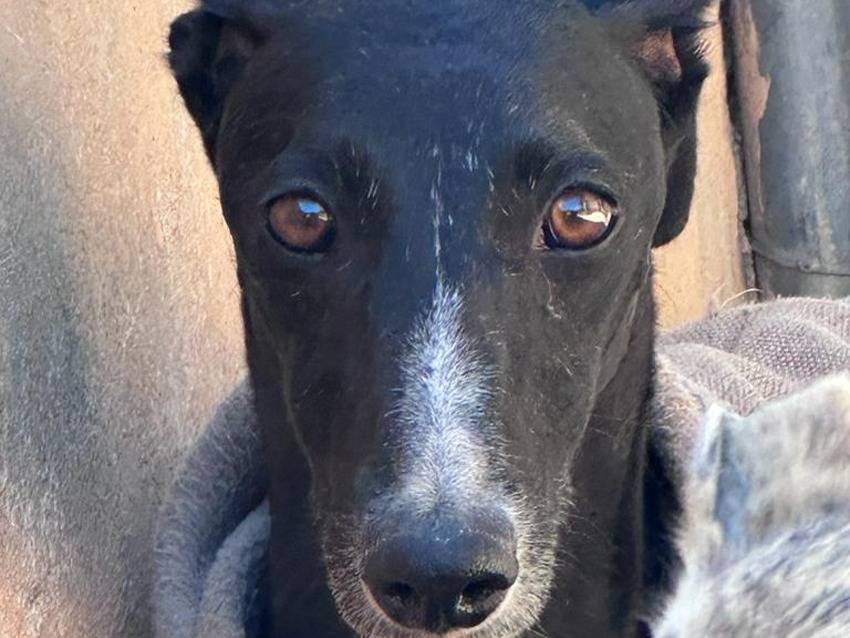 Adotta il cane LUNA a Rovigo