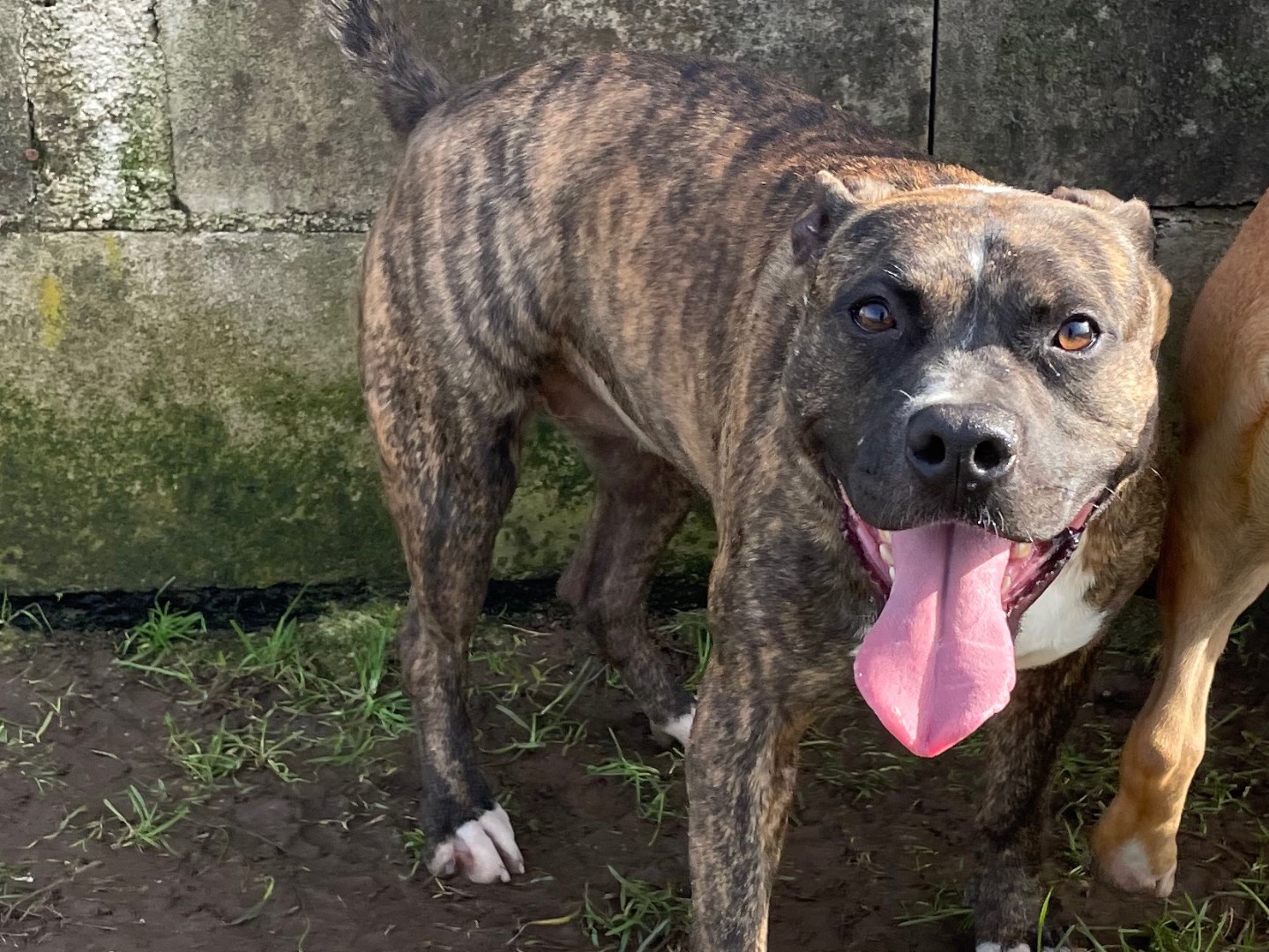 Adotta un cane, femmina, 3 anni  e 6 mesi , Frosinone