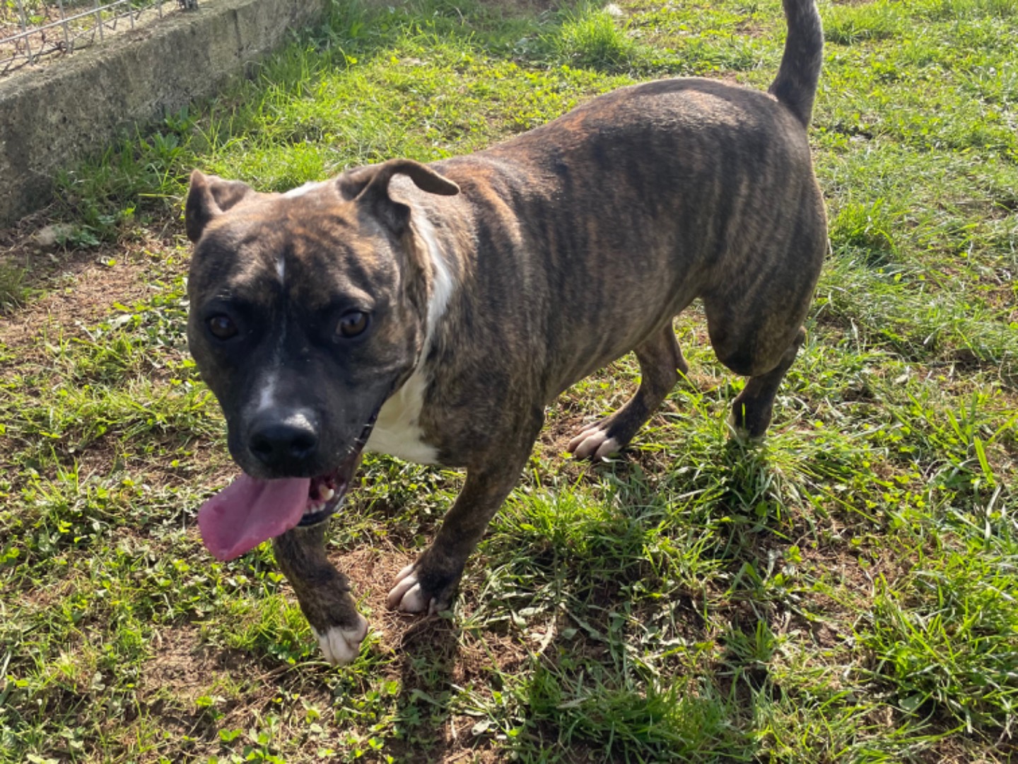 Adotta un cane, taglia grande, femmina, Frosinone